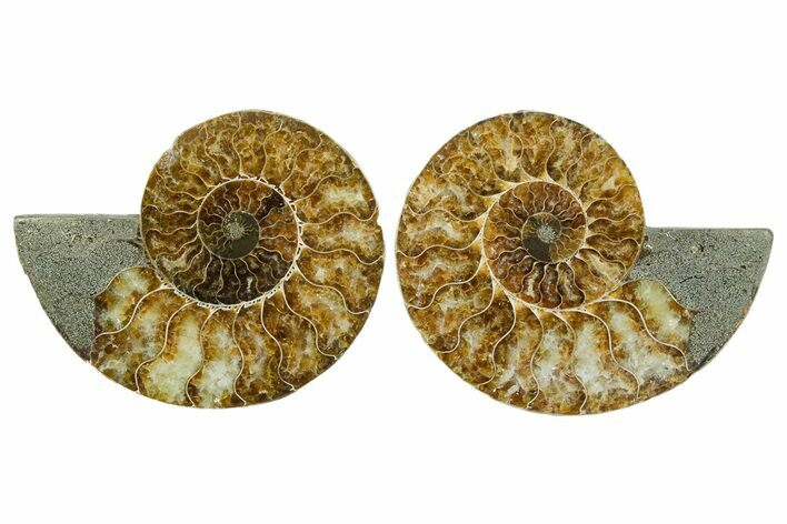Cut & Polished Crystal-Filled Ammonite Fossil - Madagascar #354121